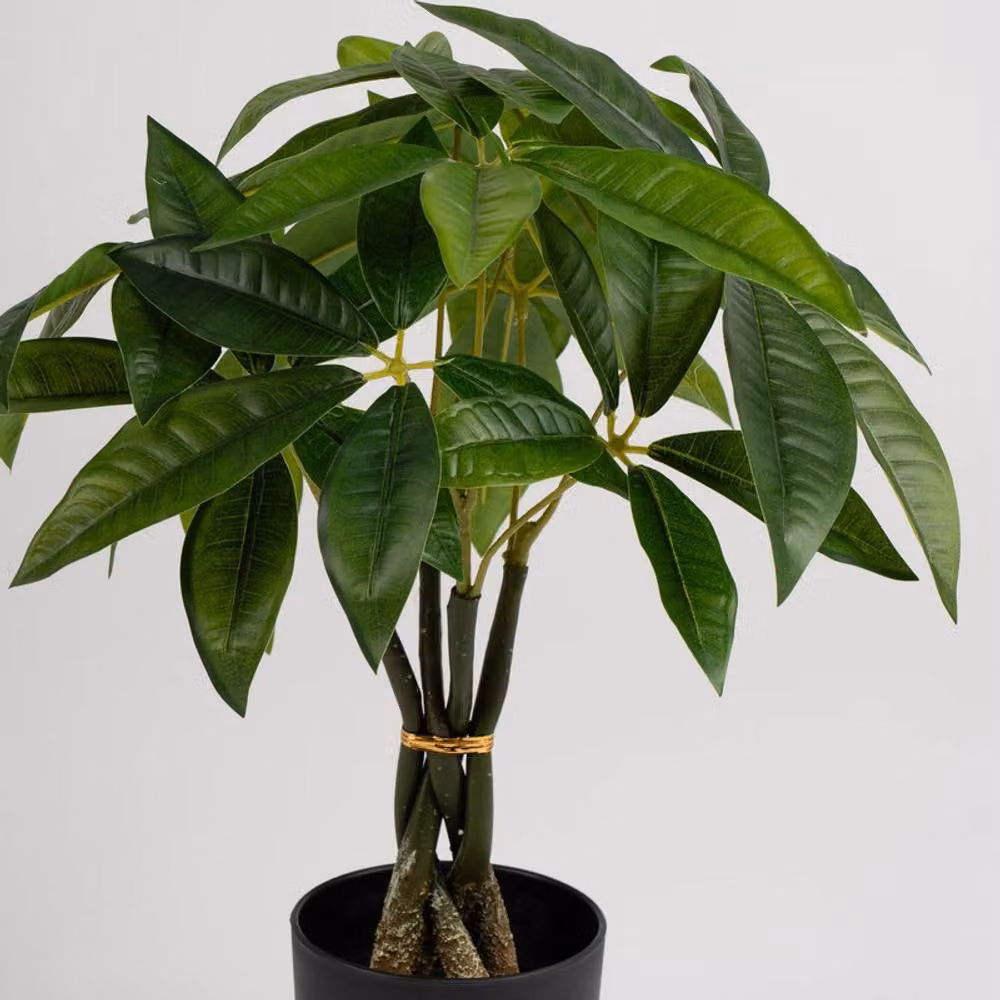 Scottish Everlastings Ltd Real Touch Fortune Tree in Green and Black, Height: 45 cm – 2