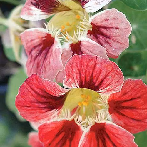 Thompson and Morgan Chameleon Nasturtium Seeds, Multicolour Summer Flowering Annuals, 20 Seeds – 2