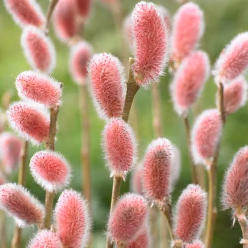 YouGarden Japanese Pink Pussy Willow Salix gracilistyla Mount ASO Standard Ornamental Tree – 1