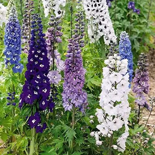 Thompson & Morgan Delphinium Magic Fountains Mixed Hardy Perennial Compact Dwarf Variety, 24 Garden Ready Plants in White, Lilac and Blue – 4