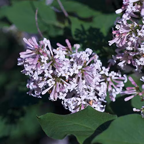Thompson and Morgan Miss Kim Manchurian Lilac Syringa Hardy Ornamental Shrub in 9cm Pot – 1