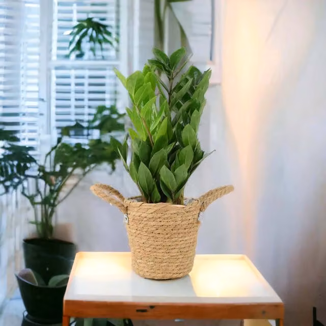Plants By Post Zamioculcas Zanzibar Gem Green Indoor Houseplant