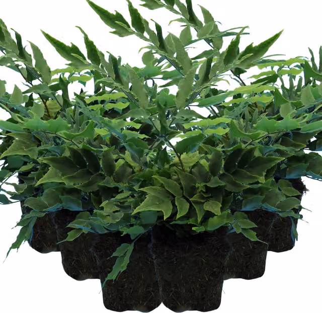 Plants By Post Pack of 3 Holly Fern Cyrtomium falcatum Green Evergreen Shade Garden Plants, 1L