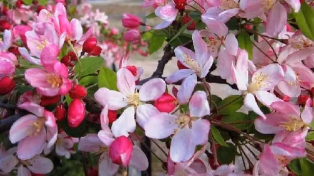 Direct Plants Malus Pink Perfection Crab Apple Fruit Tree in a 12 Litre Pot