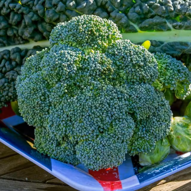 Marshalls Broccoli Marathon Green Vegetable Garden Plants