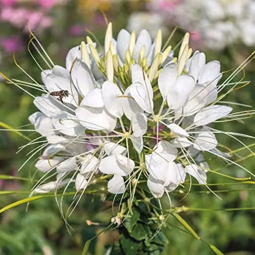 Thompson and Morgan Cleome hassleriana Helen Campbell White Spider Flower Seeds (50 Seeds)