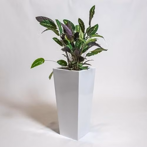 Primrose White Gloss Polystone Tall Flared Square Planter, Height: 90 cm, Width: 40 cm