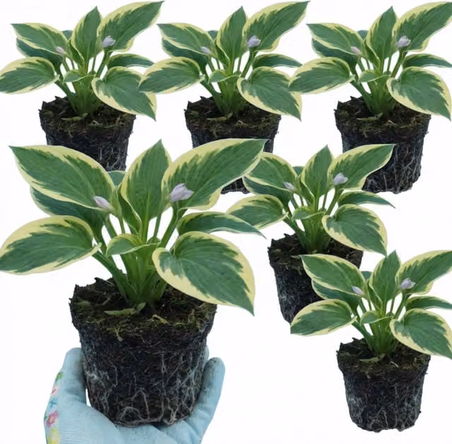 Plants by Post Hosta Atlantis Plantain Lily, Green, Yellow and Purple Perennial Outdoor Plant