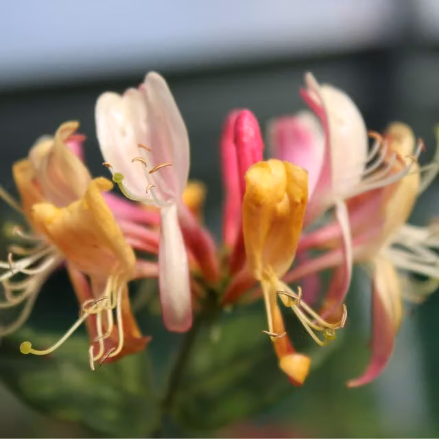 Plants By Post Lonicera periclymenum Belgica Climber, Red Pink Cream