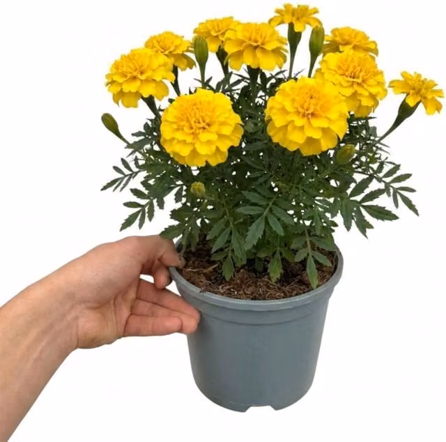 Plants By Post Marigold Durango Yellow Summer Bedding Plant, 2L