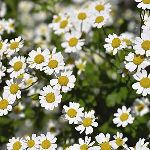 Thompson and Morgan Golden Feverfew Tanacetum parthenium Aureum Fragrant Semi-Evergreen Herb Seeds, 300 Seeds