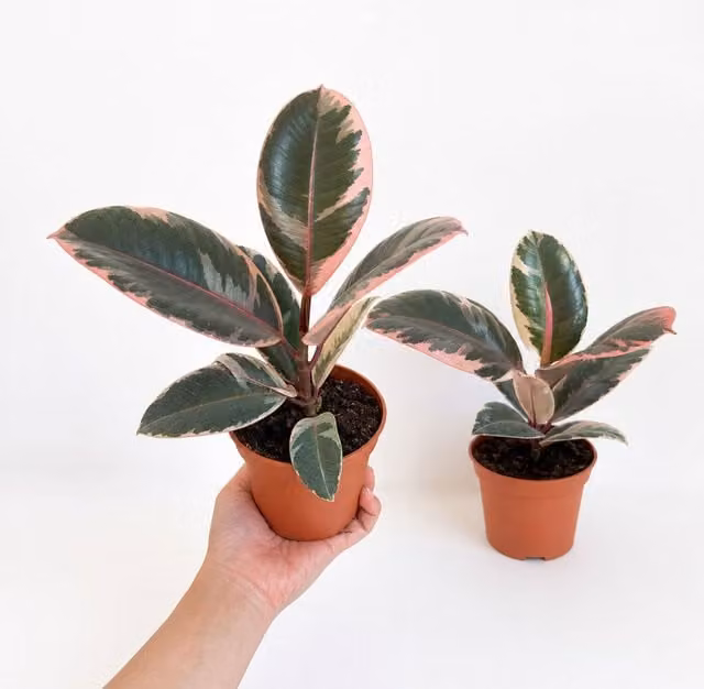 Plants By Post Ficus Belize Pink Rubber Plant with Pink and Green Foliage, 1L