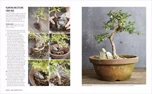 Grow Bonsai by DK: Essential Know-how and Expert Advice for Gardening Success, Multicolour – 4