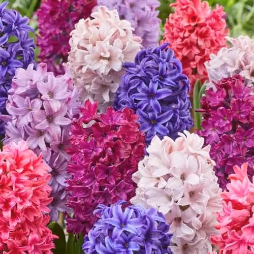 YouGarden Hyacinth Berries and Cream Mix, 20 Bulbs, Pink and Multicolour, for Autumn Planting and Spring Flowering – 2