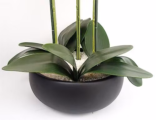 Leaf Design UK Realistic Artificial Orchid Flower Display in White or Black Ceramic Pot, H 60 cm x W 40 cm x D 40 cm – 5