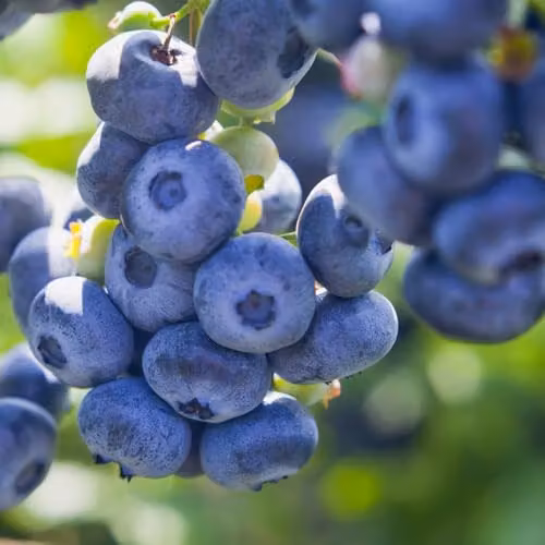 Thompson & Morgan Blueberry Draper Variety, Large Firm Berries, 1.5 Litre Pot