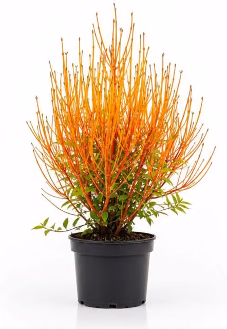 Plants by Post Cornus Anny's Winter Orange Dogwood Ornamental Shrub, Burnt Orange, 3L Pot