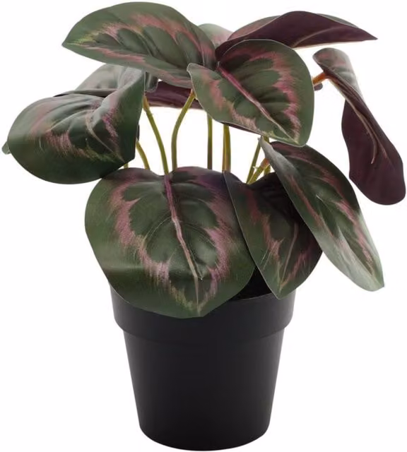 KDMD Dark Calathea Potted House Plant in Green with Plastic Pot