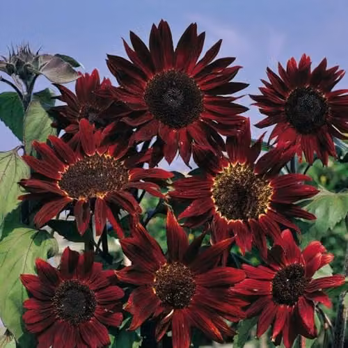 Thompson & Morgan Sunflower Claret F1 Hybrid Seeds, Deep Red Blooms with Chocolate Centres, 25 Seeds