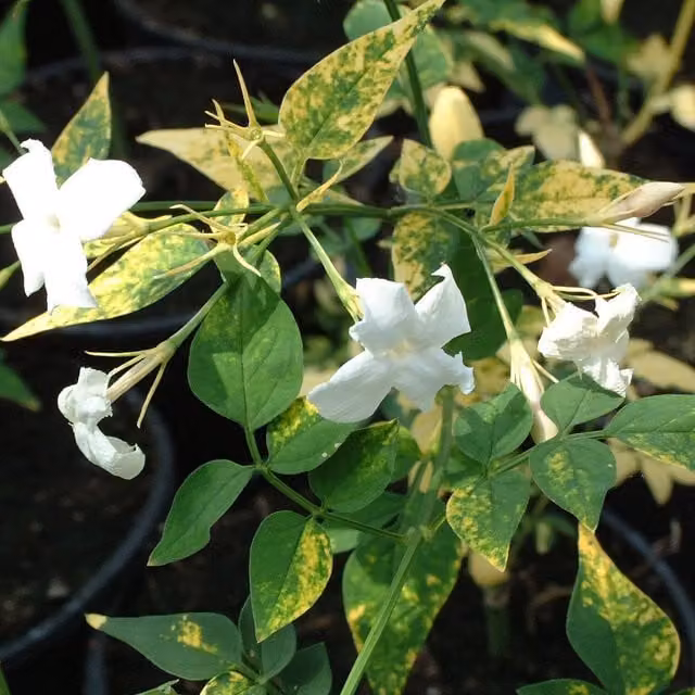 Plants By Post Jasminum Officinale Aureovariegatum Climber Plant with White, Gold and Green Foliage