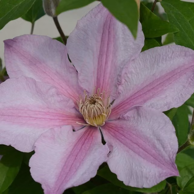 Plants By Post Clematis Sally Evipo077 Climber, Soft Pink with White Centre, Perennial Outdoor Plant