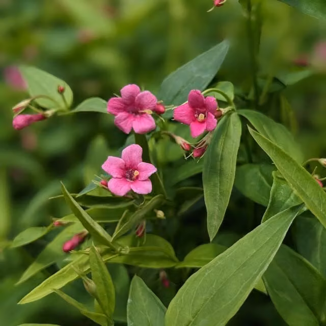 Plants By Post Jasminum Beesianum Climber Plant with Deep Pink Flowers
