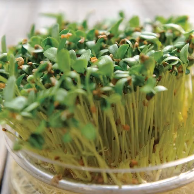 Unwins Fenugreek Microgreens Herb Seeds, Green