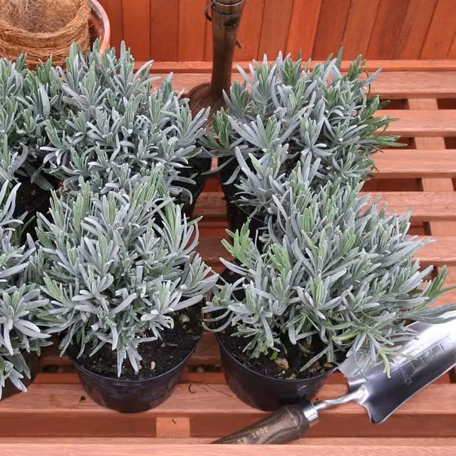 Primrose Common Lavender Lavandula Angustifolia Green Outdoor Bedding Plant in a 9cm Pot
