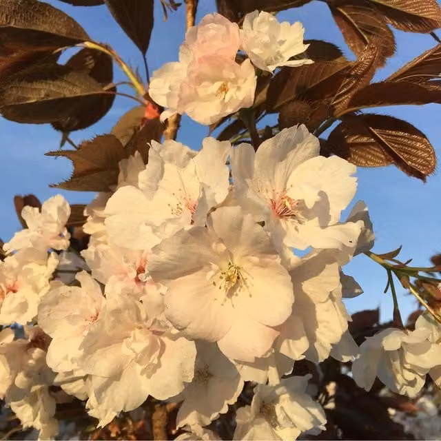Direct Plants Prunus Fragrant Cloud Japanese Cherry Blossom Tree, Pink, 7.5 Litre Pot