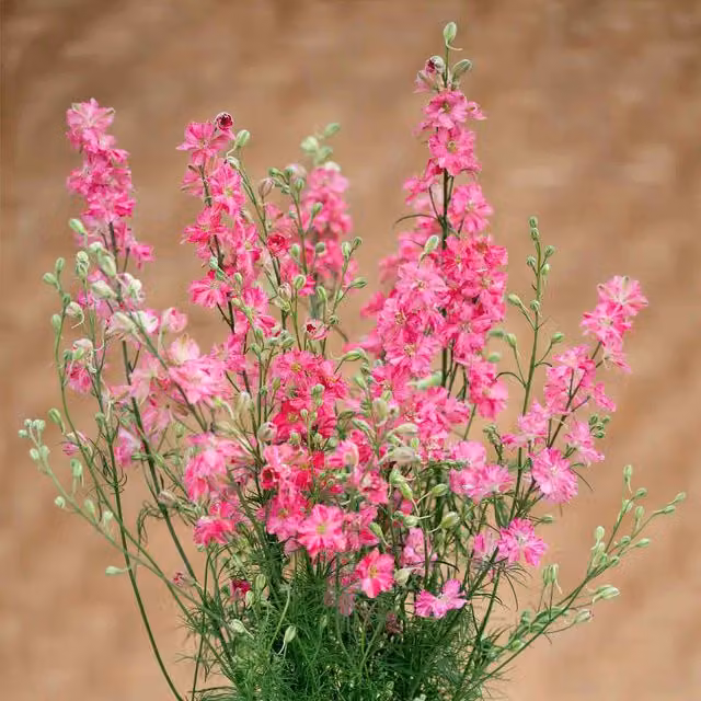 Unwins Delphinium King Scarlet English Rose Flower Seeds, Red and Pink