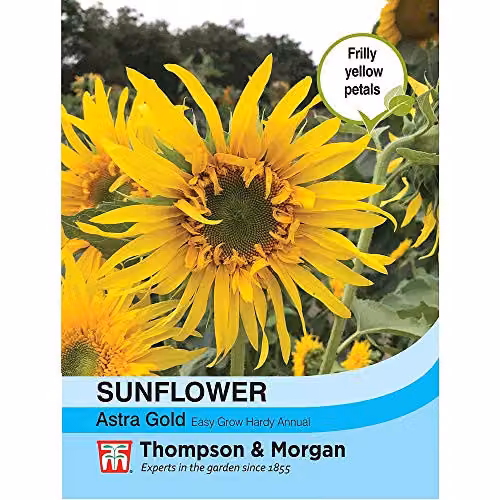 Thompson and Morgan Sunflower Astra Gold Helianthus Annuus Seeds, 30 Seeds per Packet, Gold/Yellow – 2