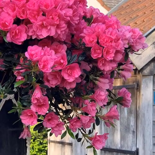 Thompson and Morgan Bright Fuchsia Azalea Cascadelula Hardy Evergreen Ornamental Shrub, 2 x 19cm Pots – 2