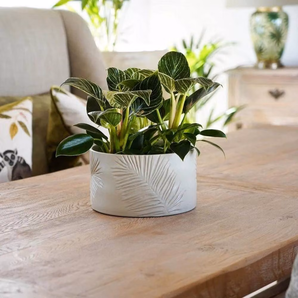 Lemon Pavilion Furniture and Decor Kew Sago Palm Bowl, White Ceramic, W: 24 cm, D: 24 cm, H: 14 cm – 2