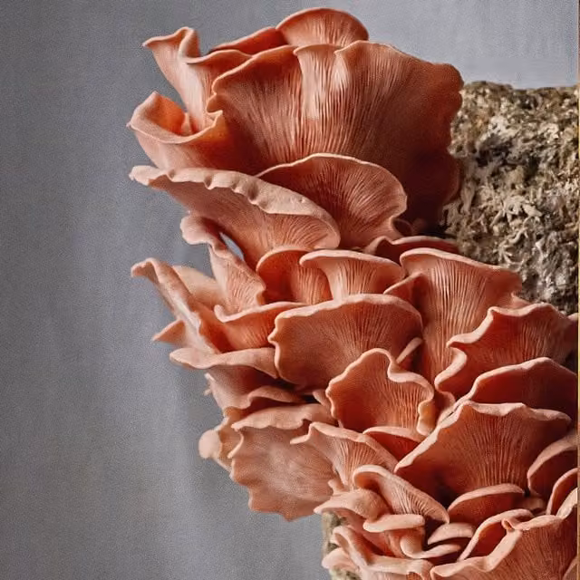 Plant Theory Pink Oyster Mushroom Grow Your Own Kit