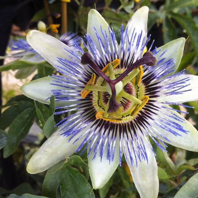 Plants By Post Passiflora Lightning White Ornamental Climber Plant