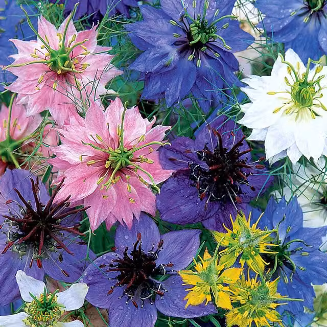 Unwins Love In A Mist Allsorts Multicolour Ornamental Flower Seeds