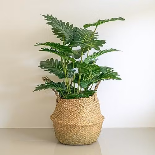 Thompson and Morgan Philodendron Xanadu Green Indoor Perennial Potted Plant