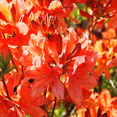 Thompson & Morgan Azalea Dwarf Orange Rhododendron Compact Spring Flowering Evergreen Hardy Shrub, Orange Blooms, 1x 9cm Potted Plant