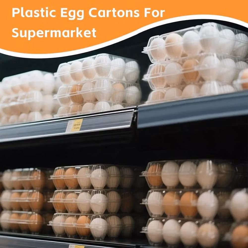 NESTLUNE Plastic Egg Box Cartons with Snap Lid, Clear, W: 100 cm, D: 15 cm – 3