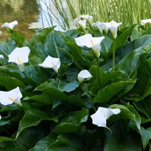 Thompson & Morgan Zantedeschia aethiopica Arum Lily Bulb, White Flowers, 1 Bulb – 2