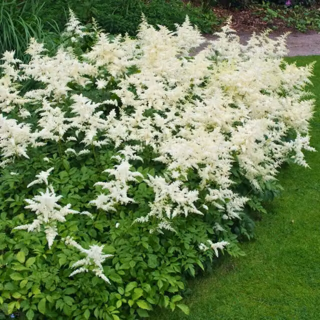 Plants By Post White Astilbe Ton Glorie Perennial Plant 2L