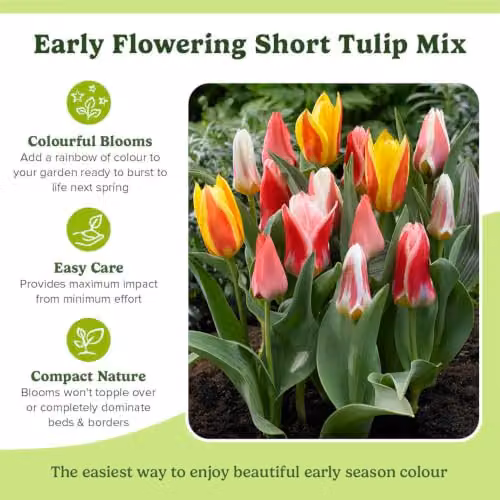 YouGarden Early Flowering Short Tulip Mix, 50 Multicolour Bulbs – 4