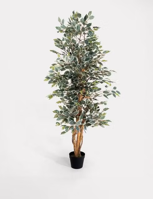 Blooming Artificial 6ft Ficus Tree in Pot, Green