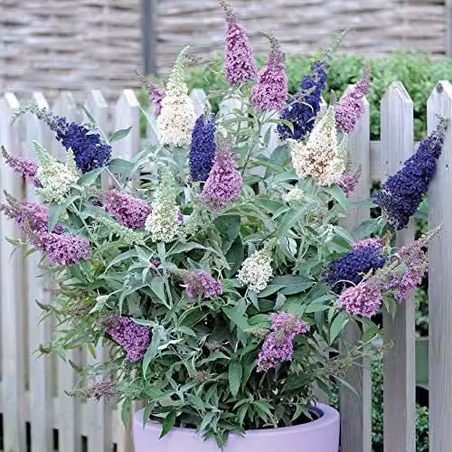 Thompson and Morgan Butterfly Bush Tricolour Hardy Buddleja davidii Shrub, Pink, Purple and White, 1 x 12cm Pot