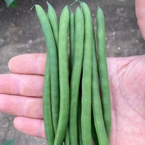 Thompson & Morgan Dwarf French Bean Quartz Seeds, 120 Seeds per Packet