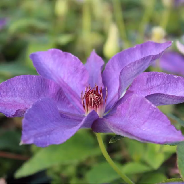 Plants By Post Clematis The President Purple Perennial Climber