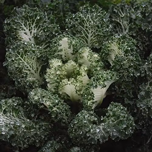 Thompson and Morgan Kale Emerald Ice Winter Hardy Vegetable Seeds (Approx. 20 Seeds)