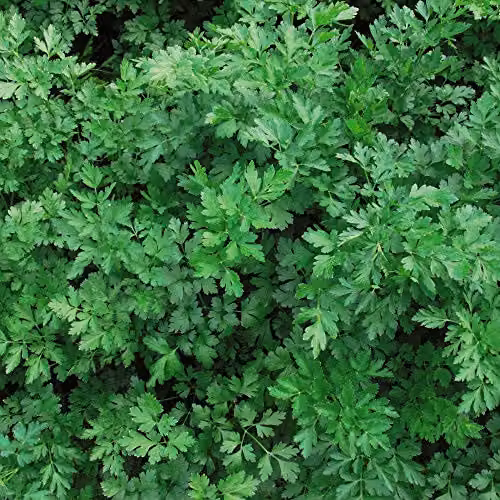 Thompson and Morgan Parsley Laura Plain-Leaved Herb Seeds, 500 Seeds
