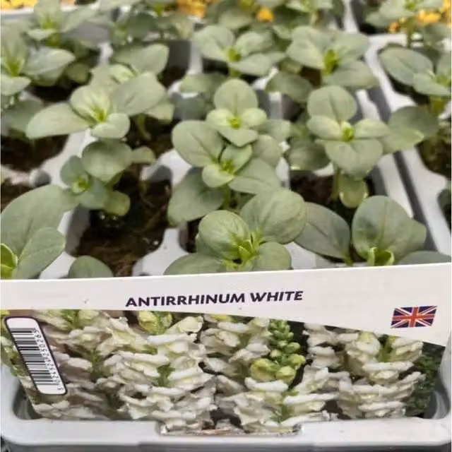 Plants by Post Antirrhinum White Snapdragon Bedding Plants, Pack of 24