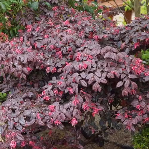YouGarden Loropetalum Chinese Witch Hazel Black Pearl Ornamental Shrub in 15cm Pot – 2